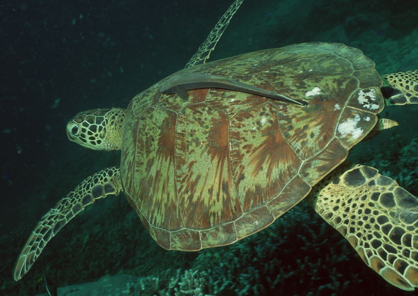 水底天堂图片-动物图 海龟 坚硬 龟壳,动物,水底