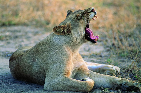 凶猛动物图片-动物图 舌头 牙齿 尖牙,动物,凶猛