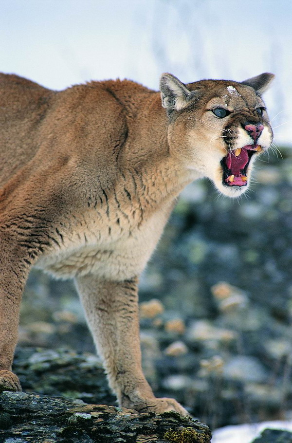 凶猛动物图片-动物图