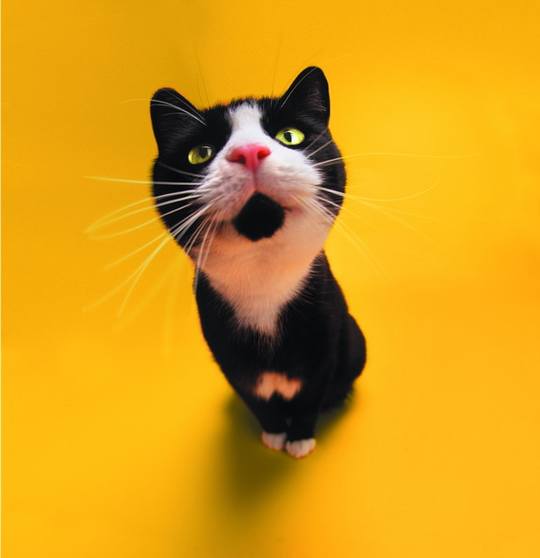 可爱之猫图片-动物图 宠物猫 袖珍型 长须 可爱