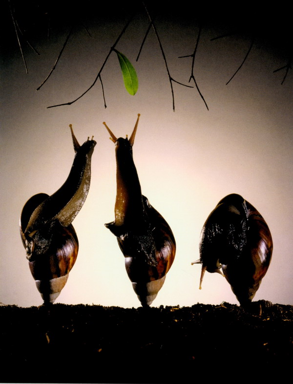 中国广告图片-广告创意图 蜗牛 触角 动物,广告