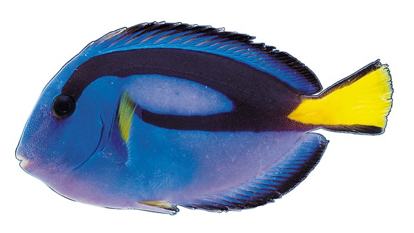 多彩鱼类图片-动物图 热带鱼 蓝色身体 黄色尾