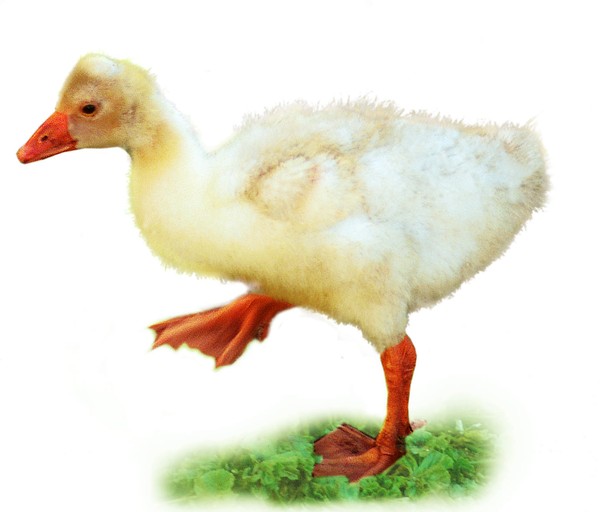 家禽图片-动物图 脚步 形态 笨重,动物,家禽