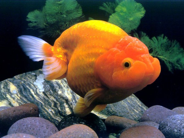 水中世界图片-动物图 金鱼 鱼缸 石头,动物,水中