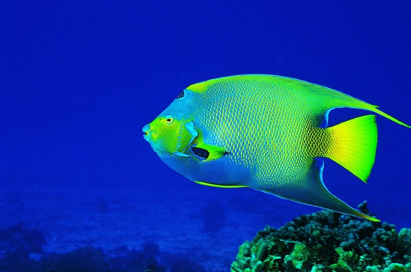 动物-水中世界-热带鱼 颜色 多彩