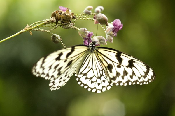蝴蝶飞舞图片-动物图 春天 生机 勃勃,动物,蝴蝶