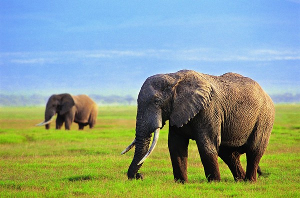 象之世界图片-动物图 草原 春天 野象,动物,象之