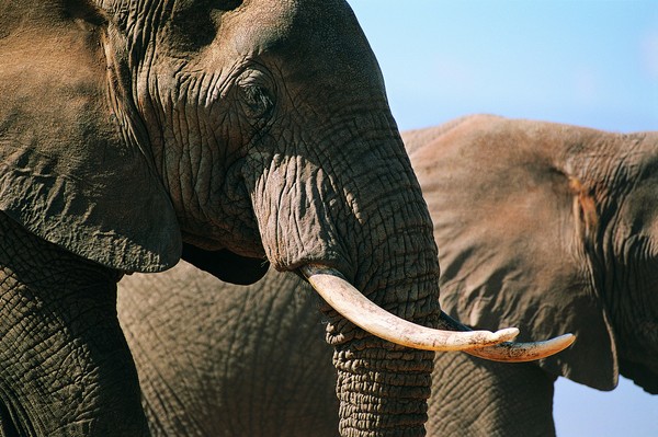 象之世界图片-动物图 公象 象牙 天空,动物,象之