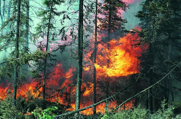 丛林之美图片-植物图 山林 火灾 气候 消防 灾害