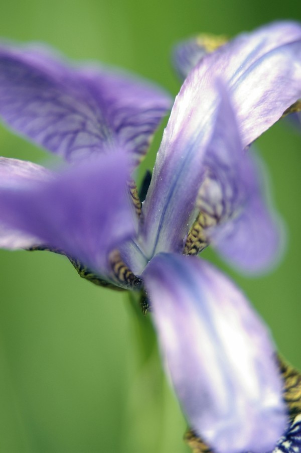 花之写真图片-植物图 异形 伪装 紫色 识别 分辨