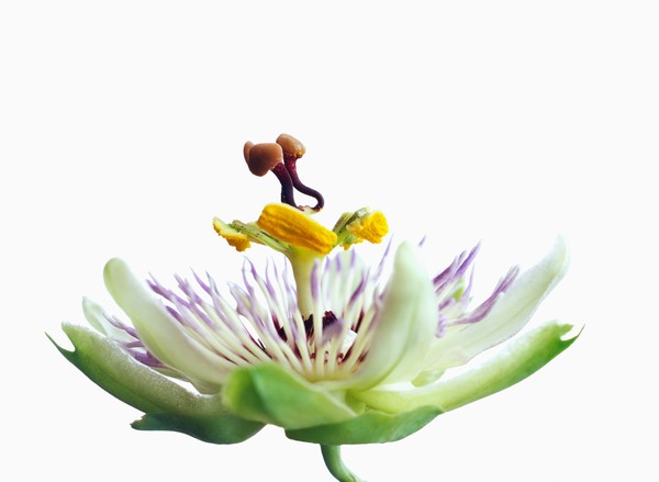花之物语图片-植物图 结构 解剖 生物 课本 知识