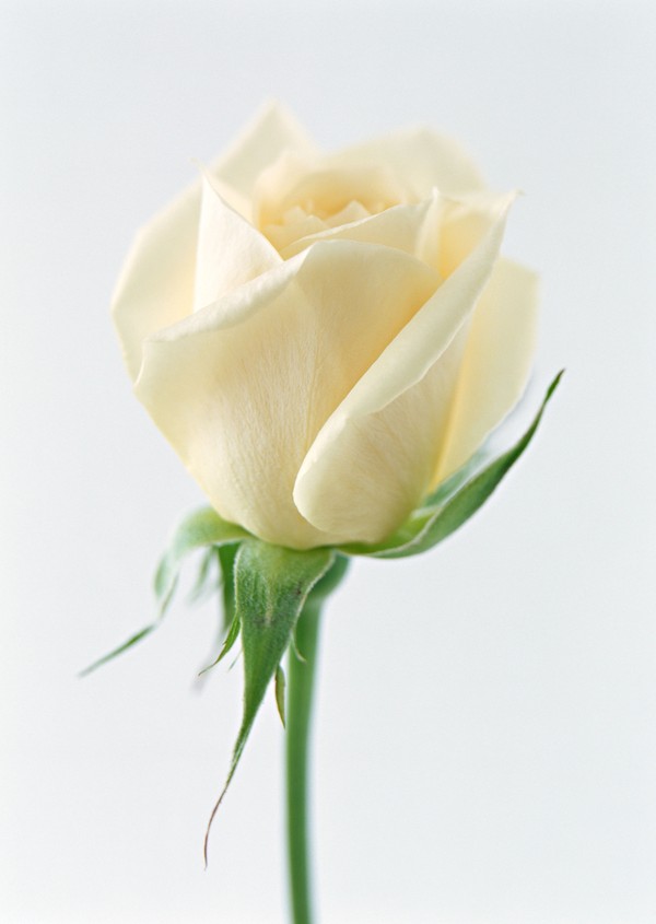 花之特写图片-植物图 白玫瑰 鲜花 月季 花瓣 柔