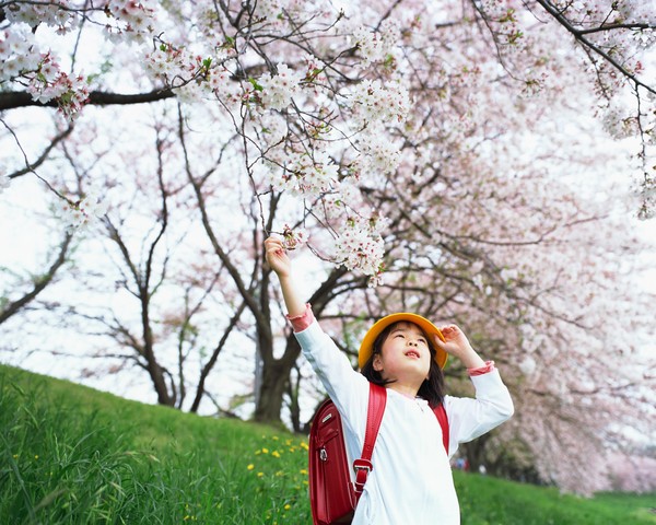 休息日家庭图片-生活图 樱花时节 踏青 背背包