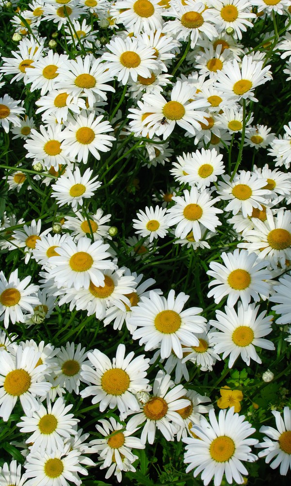 香水元素图片-静物图 野菊花 花朵 花丛 拥挤 簇