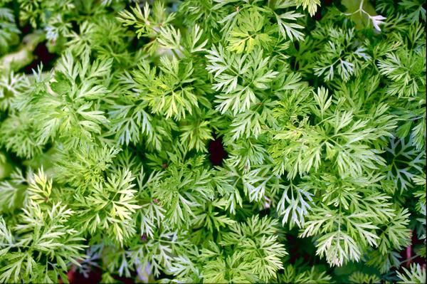 然花草图片-自然风景图 蒿草 春天 茂盛 生命 绿