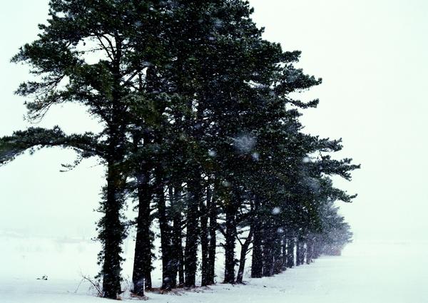 冬天雪景图片-自然风景图 深雪 白色世界 挺拔