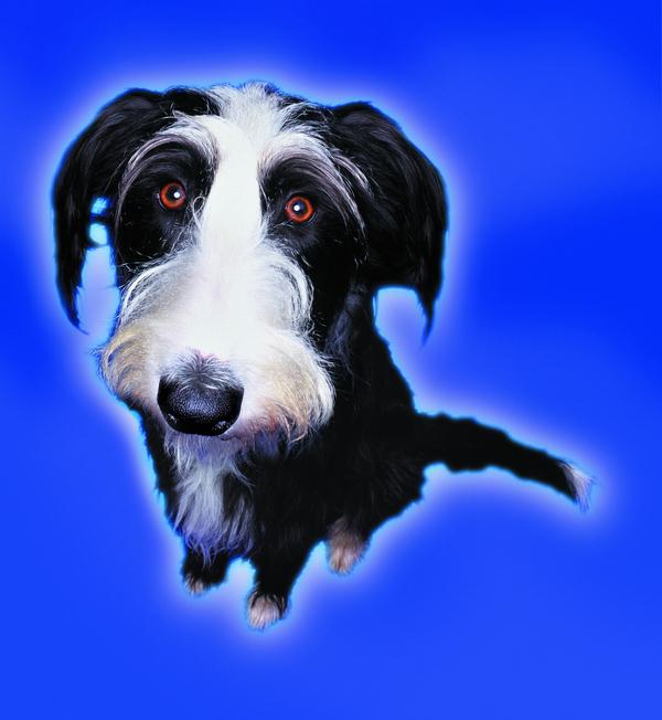 宠物之狗图片-动物图 名贵品种,动物,宠物之狗