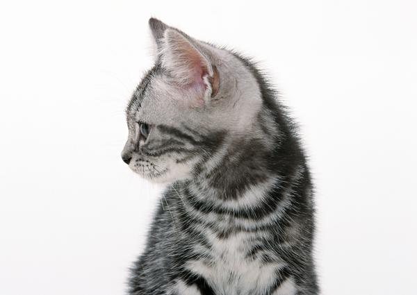 可爱之猫图片-动物图+耳朵竖起