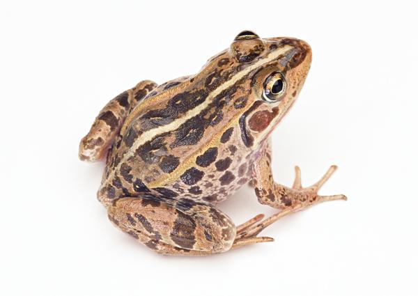 壁虎青蛙图片-动物图 赤蛙科 frog 癞蛤蟆,动物,