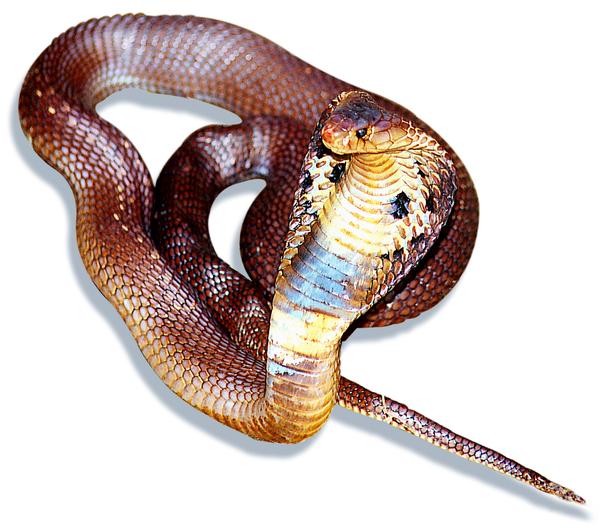蛇龟图片-动物图 眼镜蛇 种类 生物,动物,蛇龟