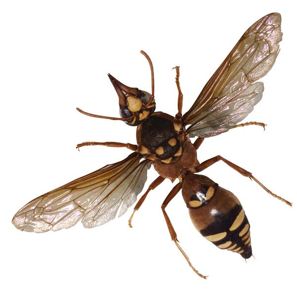 百类昆虫图片-动物图 蜜蜂 蜂蜜 采蜜 蜇 黄蜂,动