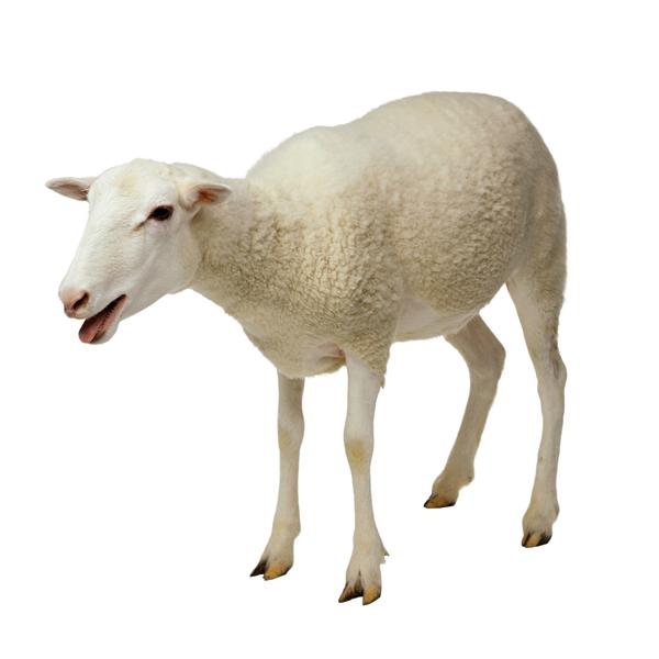 牛羊骆驼图片-动物图 养羊 羊蹄 动物,动物,牛羊