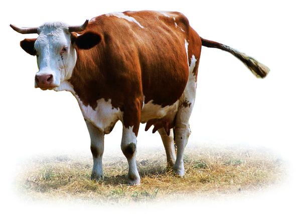 牛羊骆驼图片-动物图 奶牛 牧场 牛奶,动物,牛羊