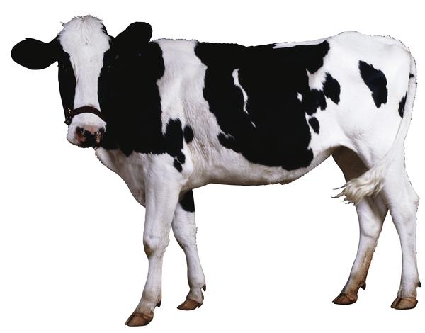 牛羊骆驼图片-动物图 奶牛 挤奶 鲜奶,动物,牛羊