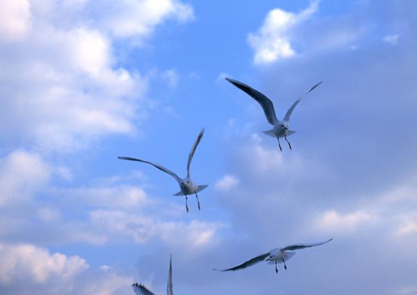 鸟语花香图片-动物图 鸟群 天空 飞舞,动物,鸟语花香