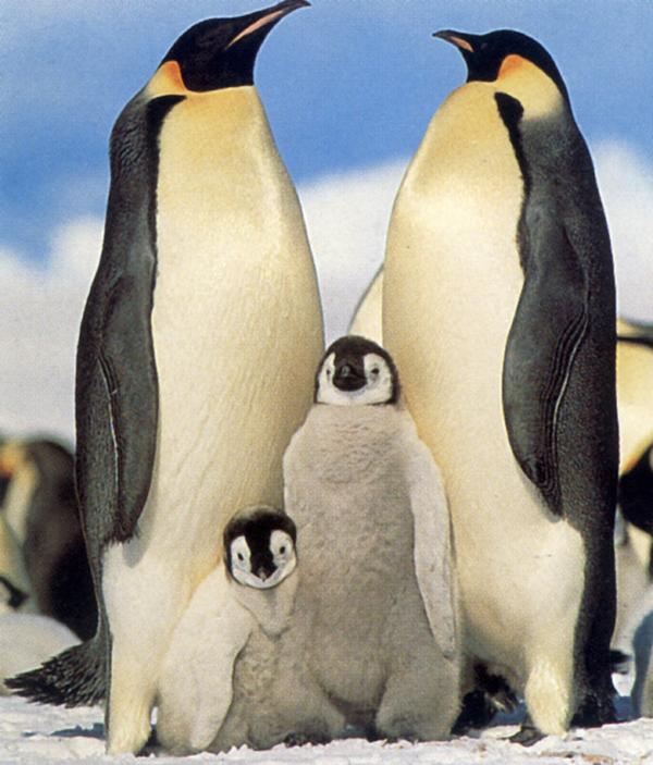 企鹅世界图片-动物图 全家福 夫妇 孩子,动物,企鹅世界