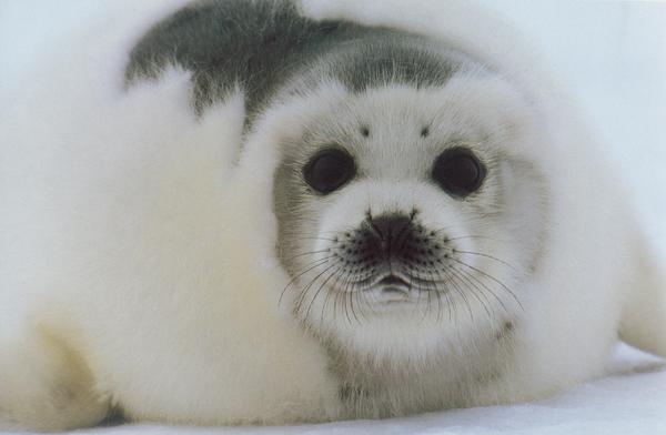 海狮冰雪熊图片-动物图