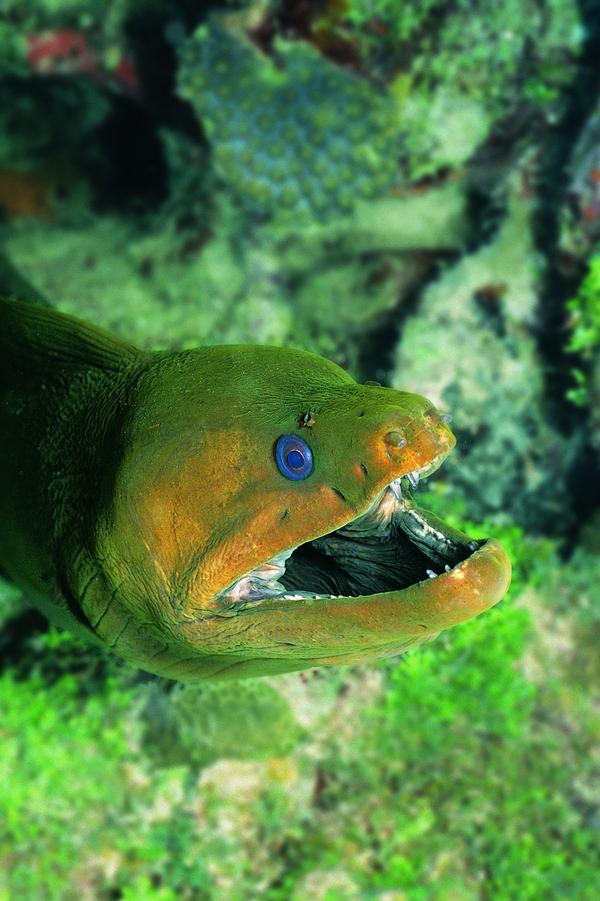 海底世界图片-动物图 海鱼大特写 蛇形大嘴 蓝