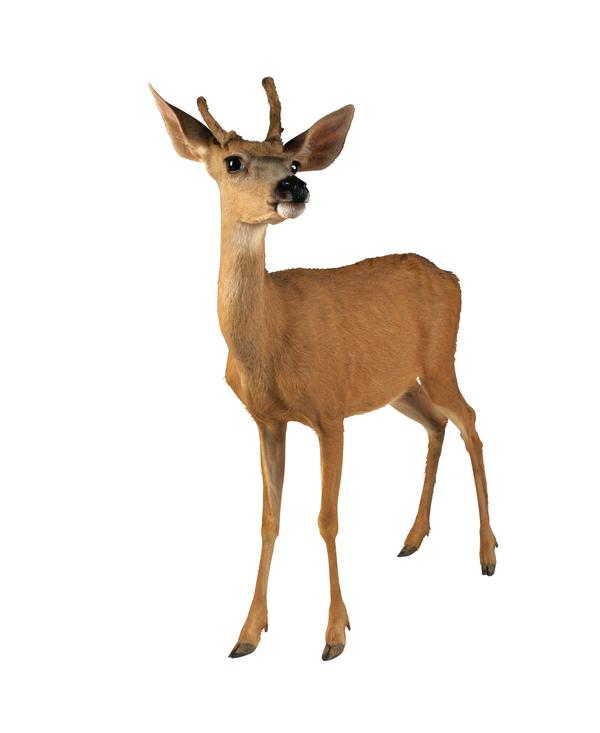 鹿之百态图片-动物图 鹿类 动物 图象,动物,鹿之