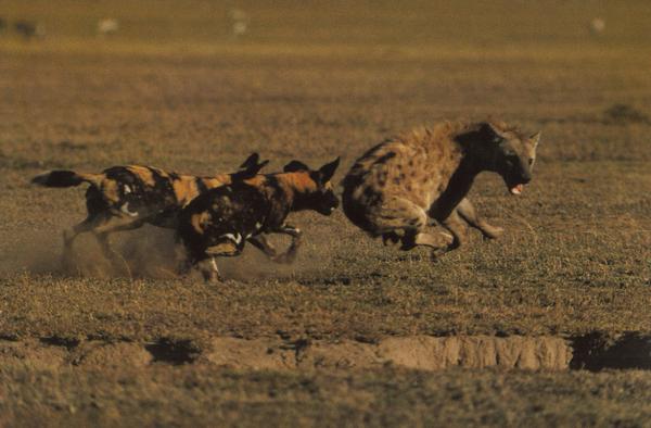 狮虎豹图片-动物图 草原 干旱季节 捕食 猎杀 追