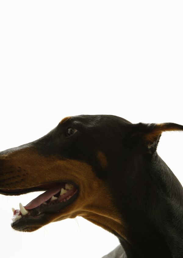 宝贝狗狗图片-动物图 狗的侧面 张开嘴巴 犬牙