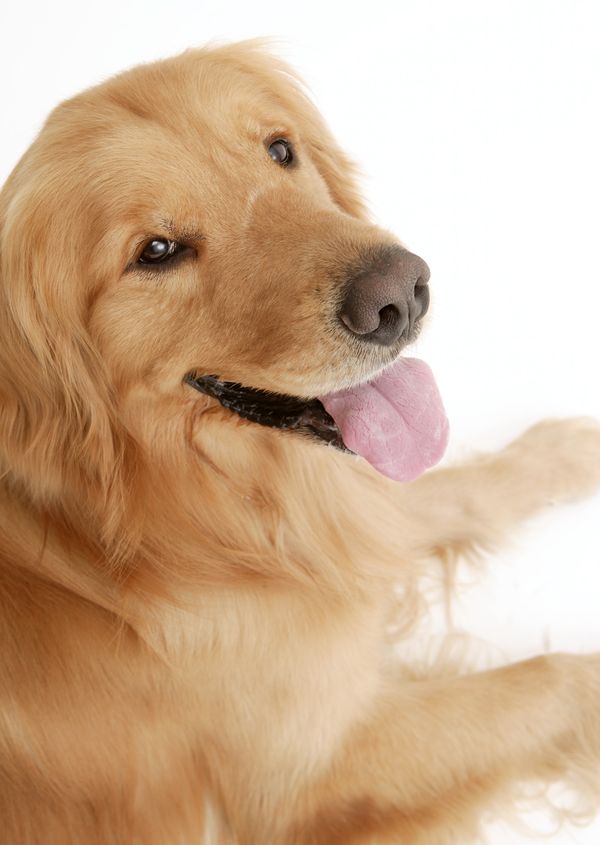 宝贝狗狗图片-动物图+黄毛狗