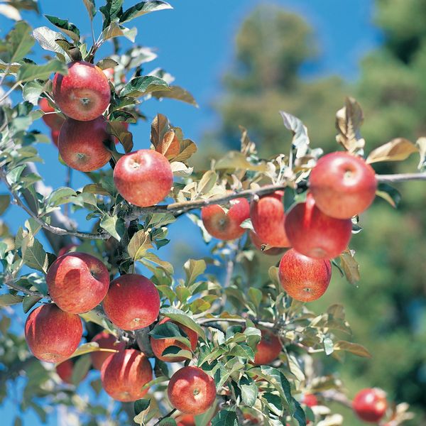 果园风光图片-植物图 果子 色彩 风光,植物,果园风光