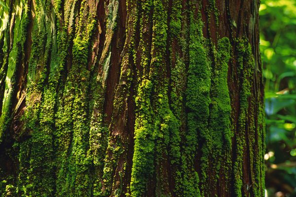 树之百态图片-植物图+树皮