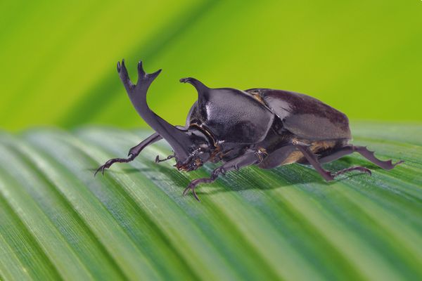 大自然生活图片-生活图 昆虫 盔甲 伪装 铁牛 爬