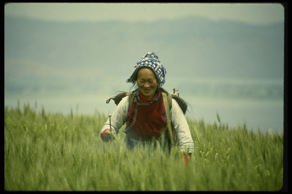 中国西藏图片-风景系列图 老妇 田地 采摘,风景