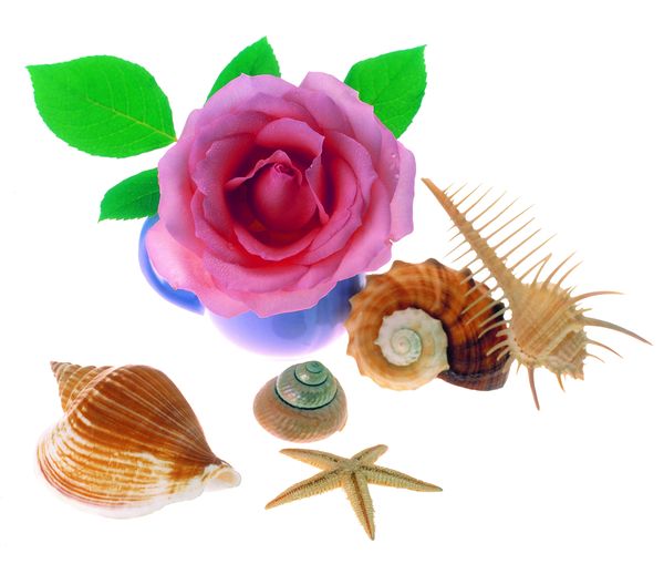 花饰小品图片-综合图片图 海洋 贝壳 种类,综合
