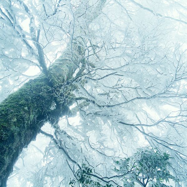雪白世界图片-风景系列图 雪白 世界 树林,风景
