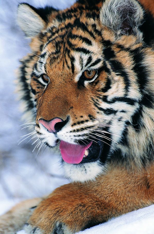 珍稀动物图片-动物图 老虎的头 红舌头 黑色条