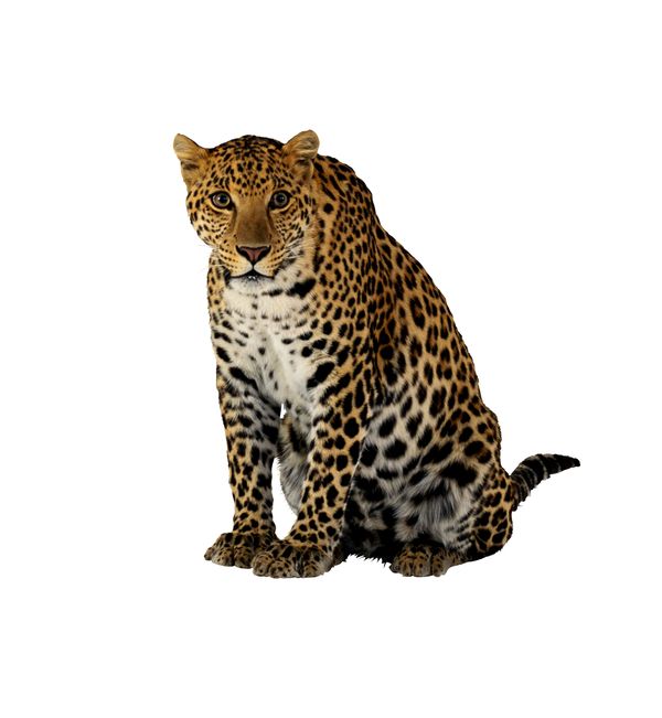 珍稀动物图片-动物图 坐着 等待 老虎,饮食水果