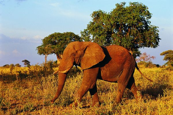 大象王国图片-动物图 行走 原始森林 森林之王