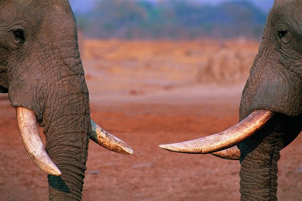 大象王国图片-动物图 大象 森林之王 打架,饮食