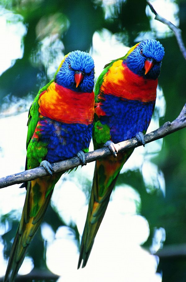 鸟类百科图片-动物图 小鹦鹉 两只 站树枝上,饮