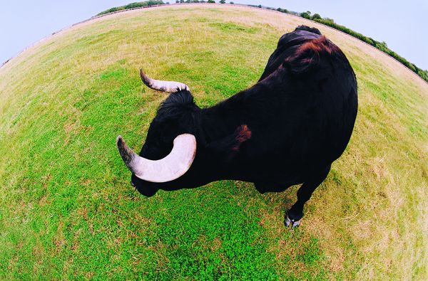 家畜图片-动物图 视觉 扭曲 效果,饮食水果,家畜