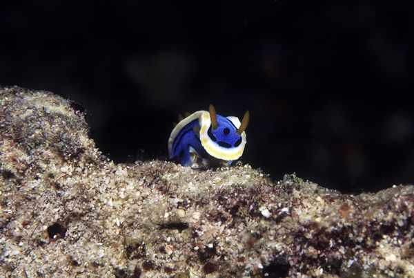 水中世界图片-动物图 宁静深海 海石 蓝色怪鱼