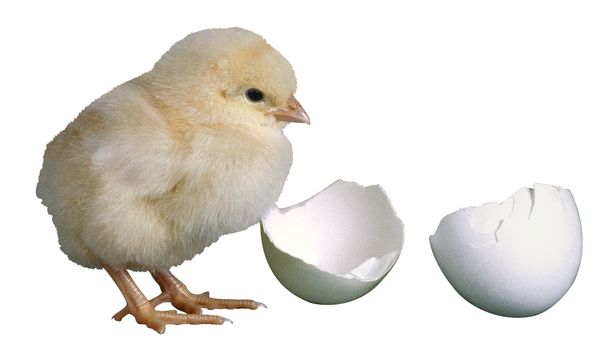 家禽图片-动物图 小鸡 孵化 蛋壳,饮食水果,家禽
